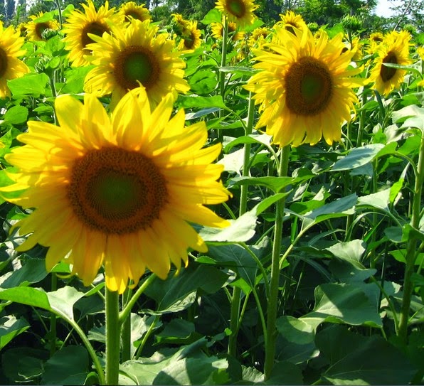 Manfaat Tanaman Bunga  Matahari  Khasiat Tumbuhan