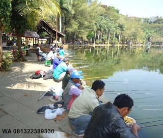 Umpan Serbuk Ikan Nila Di Jamin Menang Banyak