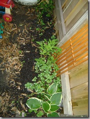 plants 028
