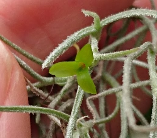 あすきん チランジア ウスネオイデスの花