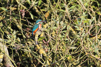 Iisfûgel - IJsvogel - Alcedo atthis