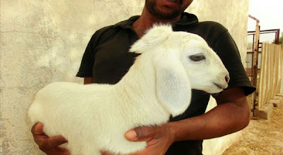 Kambing Lahir dengan Mahkota di Kepalanya 