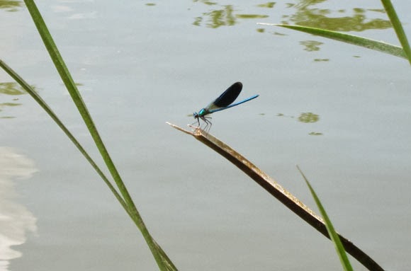 blue dragonfly