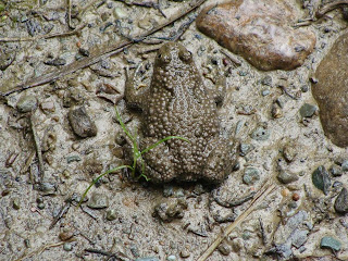 Bombina variegata DSC43354