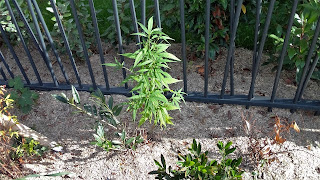 Yabani olarak büyüyen Cannabis ruderalis