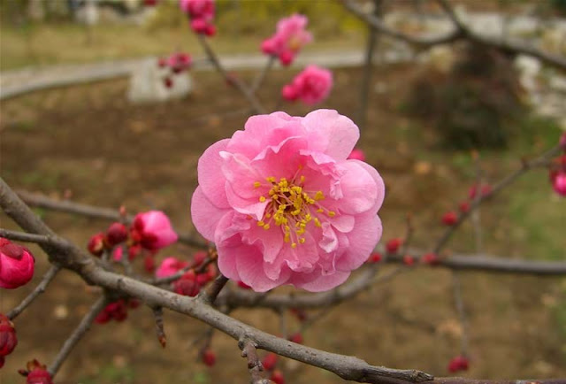 Plum Flowers