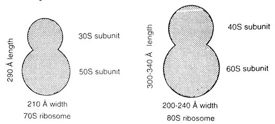 राइबोसोम्स(Ribosomes):-General Introduction,Type,Mechanism of Protein Synthesis|Hindi