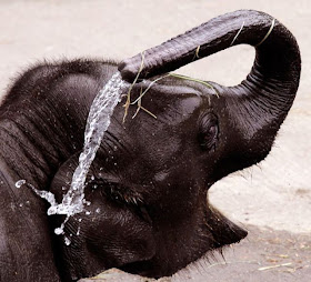 funny animal pics, animal photos, elephant shower