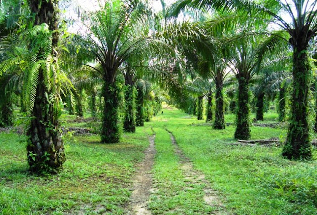 Presiden Instruksikan Menko Perekonomian Verifikasi Pelepasan Hutan Untuk Perkebunan Kelapa Sawit