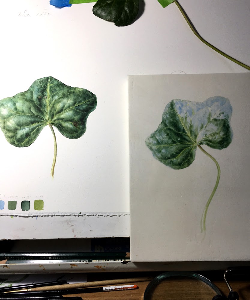 picture of ivy watercolour