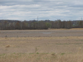 Walkinshaw Wetland