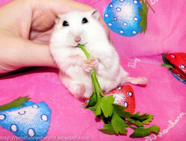 Funny hamster 3.