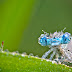 Mon copain l'agrion / Insect Macro Photography Wallpaper 