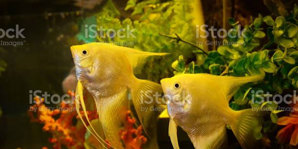 Keeping Angel Fishes.- The right way 2021. Are angelfish hard to keep?