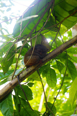 The Philippine Tarsier