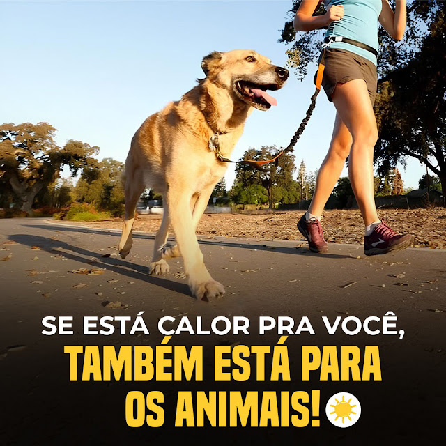 Não coloque um animal no chão que você não pisaria descalço!