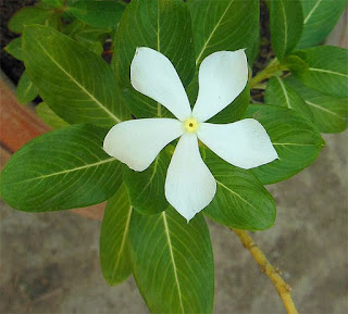 White rosy periwinkle