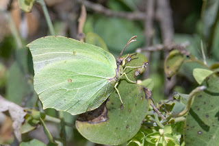 mariposa-limonera-gonepteryx-rhamni-