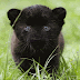 black panther: