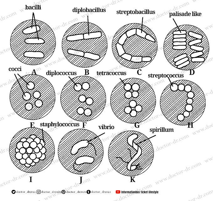 Unit3: Bacteria - Structure, Classification, Importance 