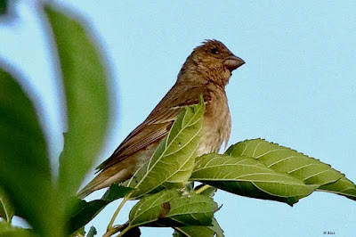 "Common Rosefinch - Carpodacus erythrinus, female perched atop a mulberry tree."