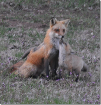 fox4