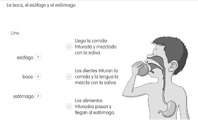 http://primerodecarlos.com/SEGUNDO_PRIMARIA/SANTILLANA/Libro_Media_Santillana_c_del_medio_segundo/data/ES/RECURSOS/actividades/02/07/010207.swf