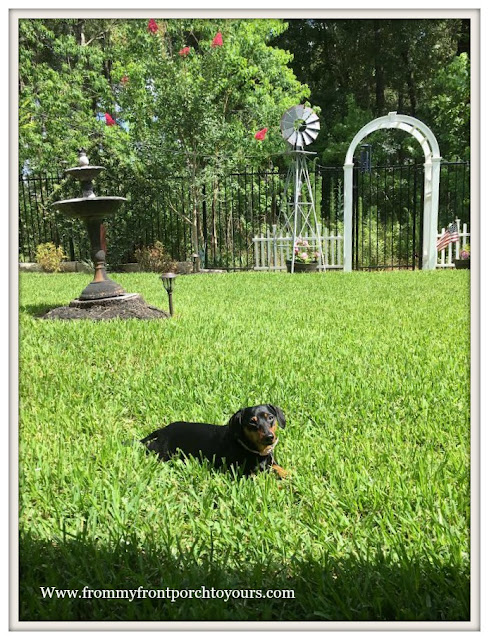 Suburban Farmhouse Backyard-Mini Doxie- From My Front Porch To Yours