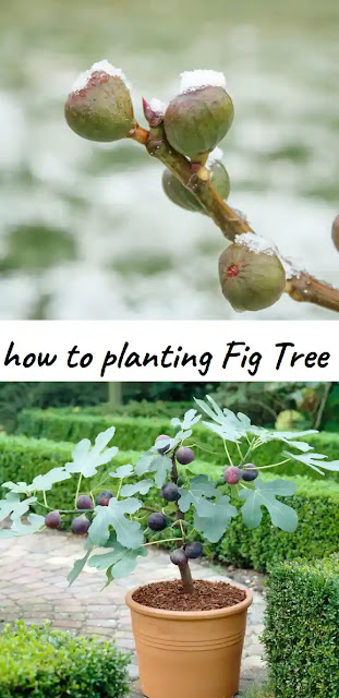 fig trees figs plant soil tree planting sun grow spring planted