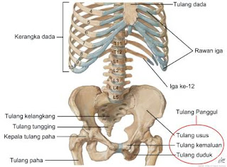 Anatomi dan Fisiologi Manusia