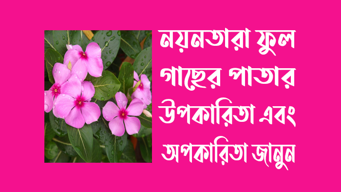 নয়নতারা ফুল গাছের পাতার উপকারিতা ও অপকারিতা জানুন