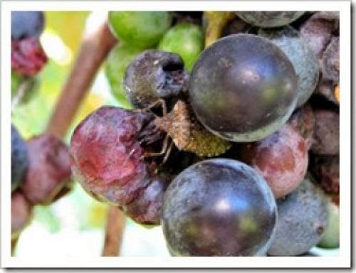 A Bit About Mabon