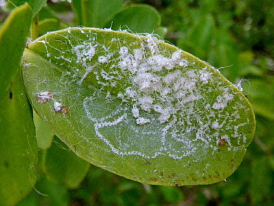 Scale Insects (Superfamily Coccoidea)