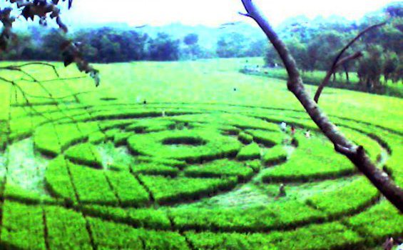 Foto Jejak Crop Circle UFO Sleman