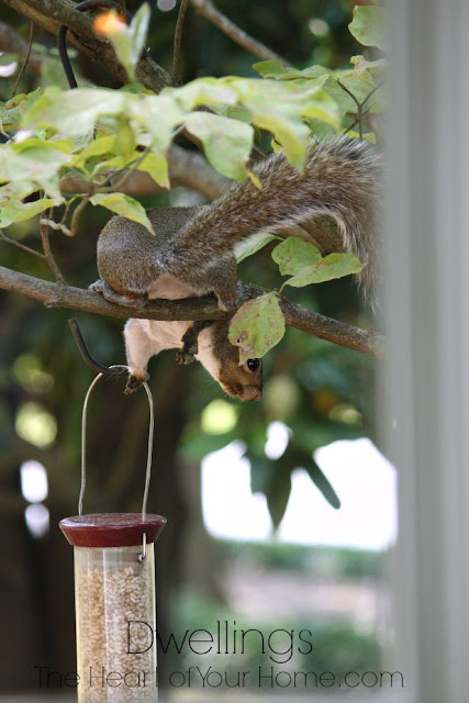 Thieving squirrel!