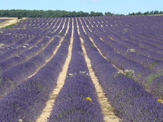 Lavender fields near Sault on the Plateau d'Albion