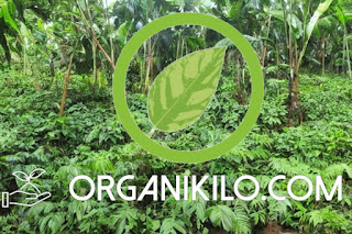 Banner organikilo.com