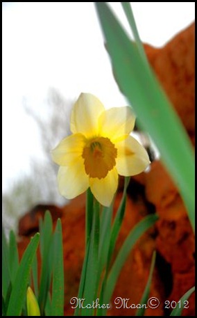 daffodil 2012