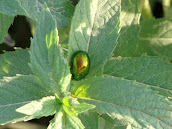 Chrysolina (Synerga) herbacea DSC04278