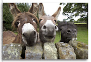 Funny Donkey Photos (funny donkey samile)