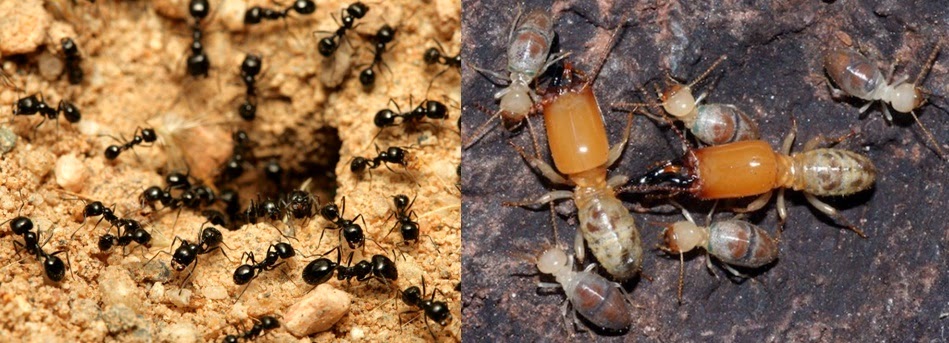 Insetos Sociais: cupins e formigas