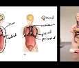 Body cavities and membranes