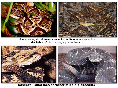 Resultado de imagem para cascavel e jararaca