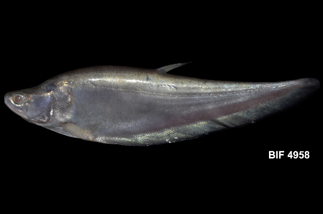 Chitala borneensis, Belida Borneo, Indonesian featherback knifefish