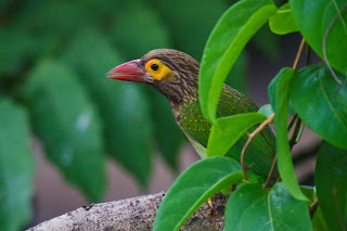 A Brown Headed Barbet, also called Large Green Barbet, photographed in Colombo, Sri Lanka