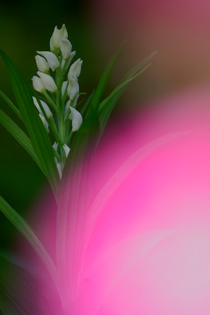 Cephalanthera longibracteata