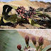 Welwitschia Mirabilis