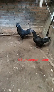 Ayam Cemani Jantan Dan Betina