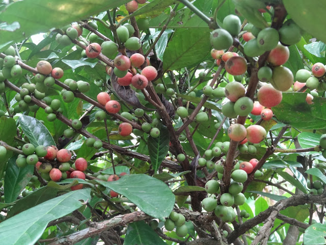 WARISAN NENEK: Pokok Pisang, Cili Padi dan Pokok Kopi