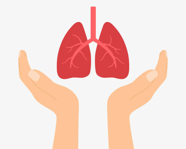 Hands Holding Human Lungs. World Tuberculosis Day On March 24. Respiratory System Disease Treatment And Organ Donation Concept